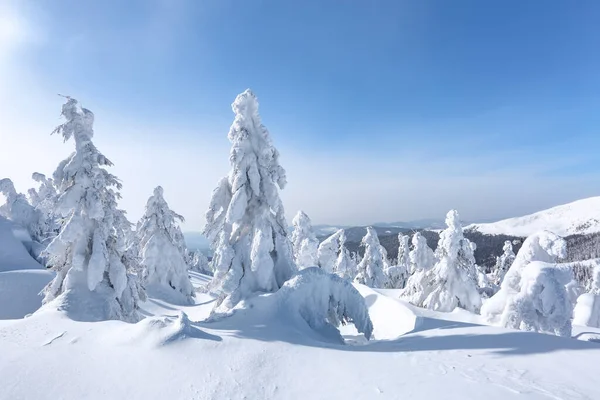 Paysage Hivernal Pays Des Merveilles Noël Prairie Couverte Gelées Dans — Photo