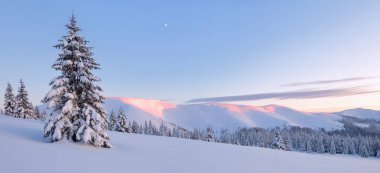 Karlar altında donmuş ağaçlarla kaplı panoramik bir manzara. Büyülü kış ormanı. Güzel gökyüzü olan doğal manzara. Gezegenin yeniden canlanması..