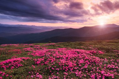 Yüksek dağlarda güneşin doğuşu manzarası. Pembe rhododendron çiçekleriyle kaplı bir çim. Dramatik bir gökyüzü. Harika bir yaz günü. Gezegenin yeniden canlanması. Konum Karpatça, Ukrayna, Avrupa.