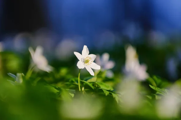 Bílé Květy Rozmazaným Pozadím Stromů Modrou Oblohou Dubovém Lese Kvete — Stock fotografie