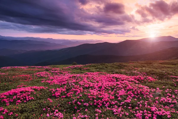 Paysage Lever Soleil Dans Les Hautes Montagnes Une Pelouse Couverte — Photo