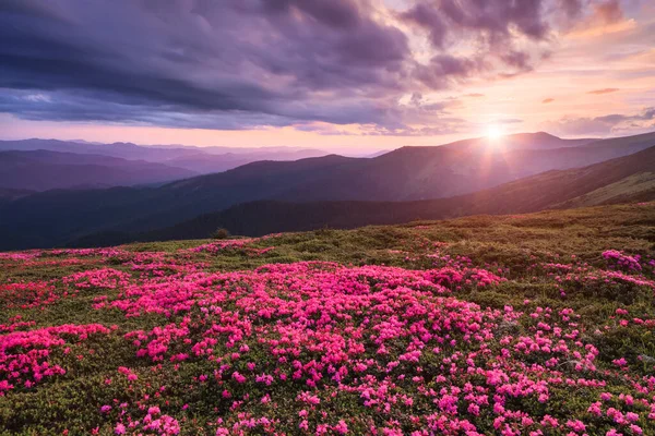 Τοπίο Της Ανατολής Στα Ψηλά Βουνά Ένα Γκαζόν Καλυμμένο Λουλούδια — Φωτογραφία Αρχείου