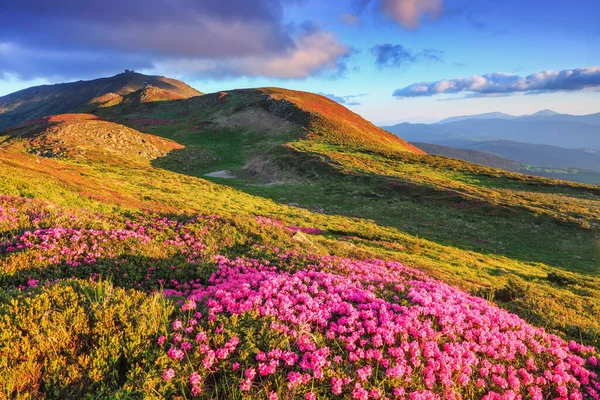 Maravillosos Rododendros Rosados Las Montañas Verano Cielo Azul Con Nubes —  Fotos de Stock