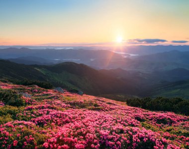 Yüksek dağlarda açan Rhododendron çiçekleri. Bahar sabahında güzel bir gün doğumu. Karpatlar 'ın yeri, Ukrayna, Avrupa. Duvar kağıdı arka planı. Doğa manzarası.