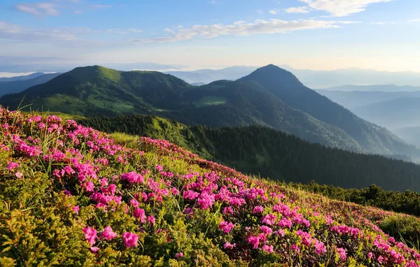 Bushes Pink Rododendron Flowers Mountain Hill Утренний Пейзаж Красивым Небом — стоковое фото