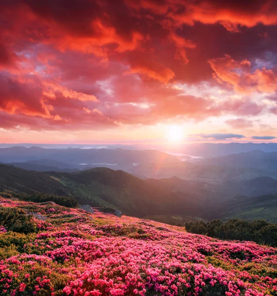 Yüksek dağlarda açan Rhododendron çiçekleri. Bahar sabahında güzel bir gün doğumu. Karpatlar 'ın yeri, Ukrayna, Avrupa. Duvar kağıdı arka planı. Doğa manzarası.