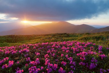 Yüksek dağlarda açan Rhododendron çiçekleri. Güneşin doğuşu güzel gökyüzü ve bahar sabahında bulutlar. Karpatlar 'ın yeri, Ukrayna, Avrupa. Duvar kağıdı arka planı. Doğa manzarası.