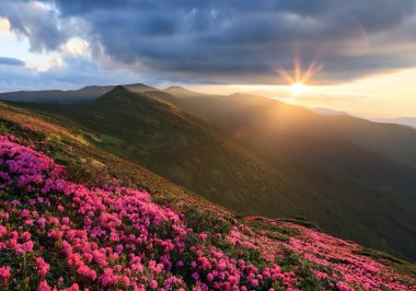 Rhododendron çiçekleri yüksek dağ tepesinde çiçek açıyor. Bahar sabahında güzel bir gün doğumu. Doğa manzarası. Karpatlar 'ın yeri, Ukrayna, Avrupa. Duvar kağıdı arkaplanı.
