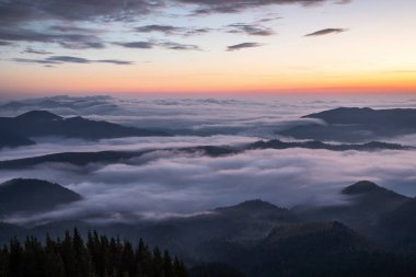İnanılmaz sisli bir sabah. Gün doğumu. Yüksek dağlı manzara. Çam ağaçlarının ormanı. Sabah sisi. Turistik bir yer. Doğal manzara..