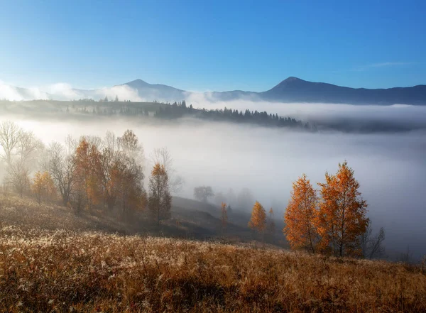 秋の霧の朝 高い山や森と風景 パノラマビュー 黄色い草の牧草地 壁紙の背景 観光地カルパティア公園 — ストック写真