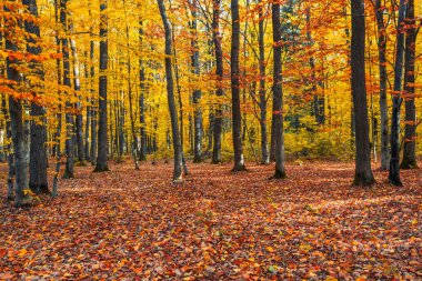 Bir sonbahar günü çimlerin üzerinde ağaçlar ve gölgeler olan orman. Zemin portakal yapraklarıyla kaplı. Sonbahar manzarası. Doğada dinlenmek için harika bir yer..