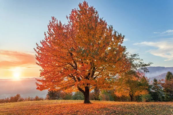 Sonbahar manzarası. Günbatımı fotoğrafçılığı. Portakal yapraklı, yalnız, yemyeşil bir ağaç. Yüksek dağlar. Orman. Sonbahar manzarası. Açık hava eğlencesi için harika bir yer. Resimli tatil beldesi Karpatyalı, Europa