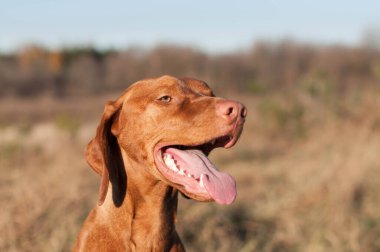 Mutlu Bakışlı Safkan Vizsla Köpeği (Macarca Pointer) Bir Tarlada Açık Hava.