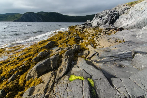 崎岖的纽芬兰海岸 — 图库照片