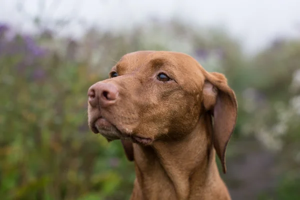 필드에서 여성 vizsla 강아지 — 스톡 사진