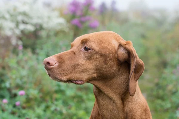 Hungarian Vizsla dog in a field. — Stock Photo, Image