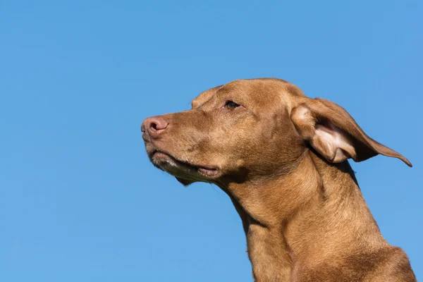 Vizsla hond (Hongaarse Pointer) met blauwe hemel. — Stockfoto
