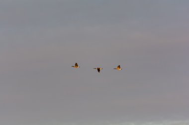 Üç Kanada kazlar uçuş