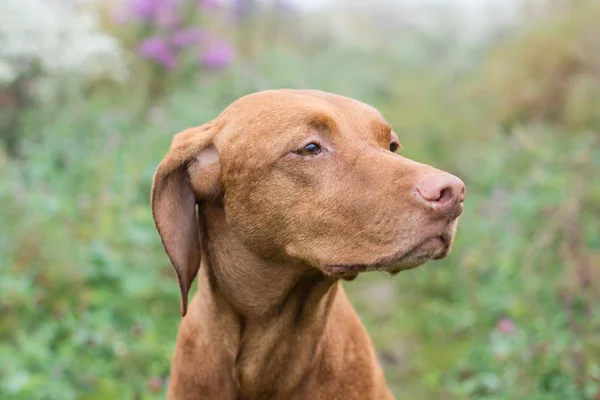 Vizsla węgierski pies w polu. — Zdjęcie stockowe