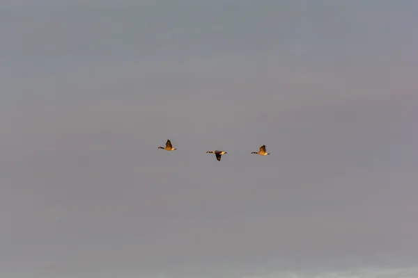 Три канадских гуся в полёте — стоковое фото