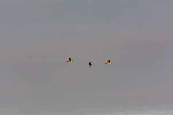 Tres gansos de Canadá en vuelo — Foto de Stock