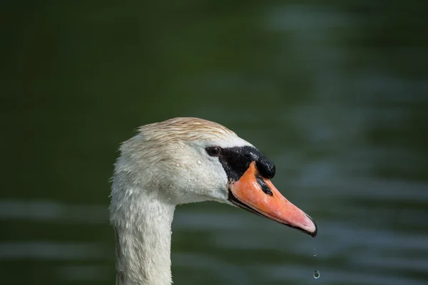 Mute Swan Close-Up with Water Dripping from the Beak — ストック写真