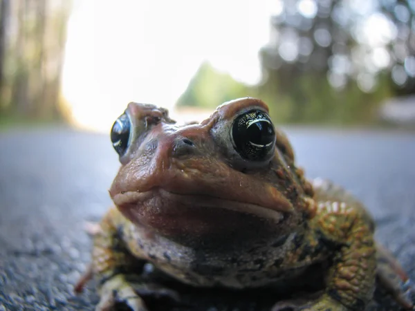 Kröte aus nächster Nähe — Stockfoto