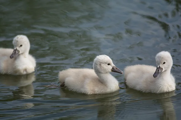Three Mute Swan cygnets swimming on a pond — Stock Photo, Image