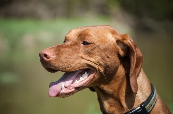 Boldog magyar vizsla kutya portré — Stock Fotó