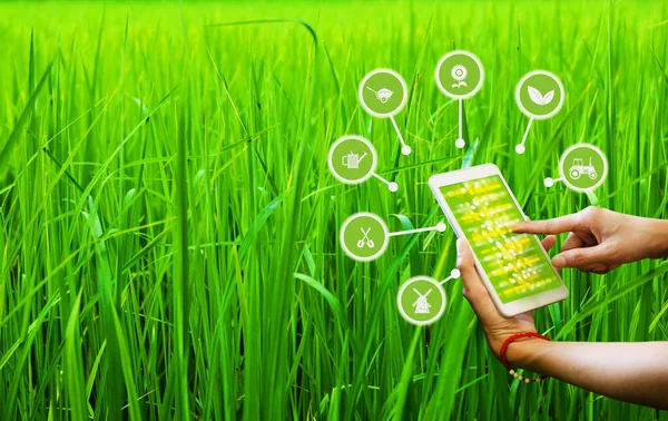 Control of agricultural products by using the smartphone AI application for quality products.