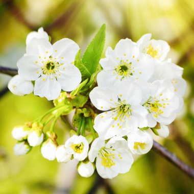 Bahar çiçek çiçek