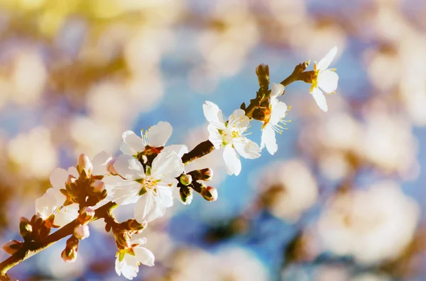 春の花の花 — ストック写真