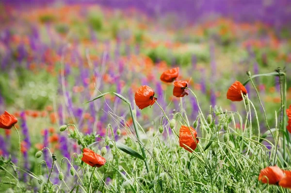 Rode papavers veld — Stockfoto