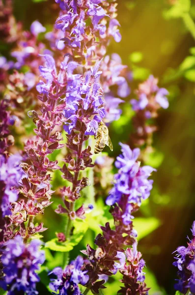 Biene an lila Blüte — Stockfoto