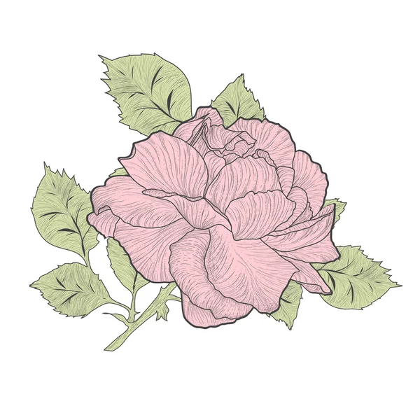 Rose rose vintage — Image vectorielle