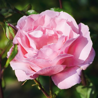 pembe gül çiçeği