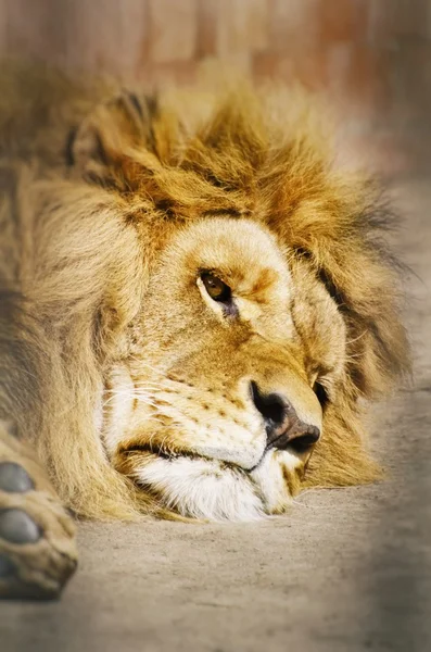 Lion Portrait au repos — Photo