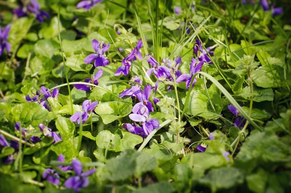 Wilde violette Blumen — Stockfoto