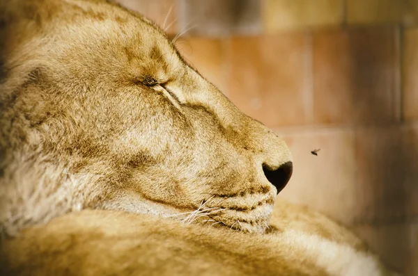 Leone dormiente Ritratto — Foto Stock