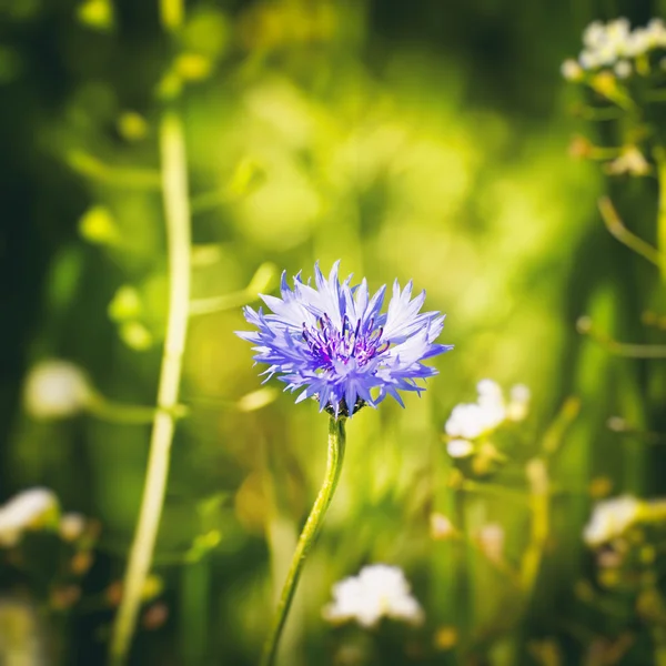 Enkele blauwe Korenbloem — Stockfoto