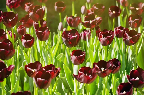 Donkere Tulip Blossom — Stockfoto