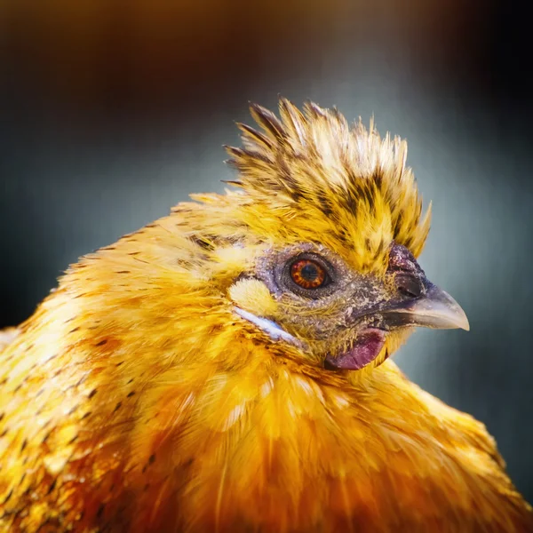 Портрет желтой курицы — стоковое фото