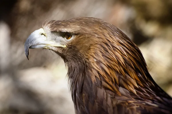 Степовий орел (Aquila rapax) — стокове фото