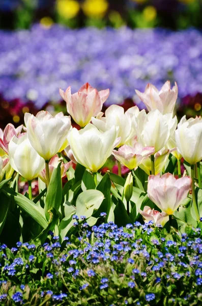 Veelkleurige Tulip Blossom — Stockfoto