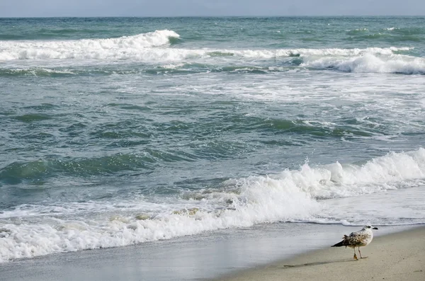 Costa del Mar Nero — Foto Stock