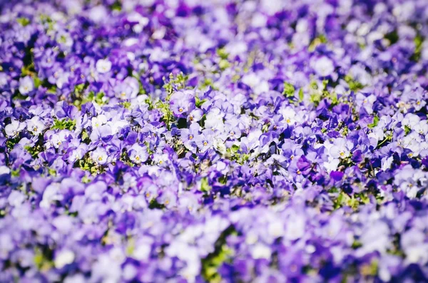 Hintergrund rosa Feder — Stockfoto