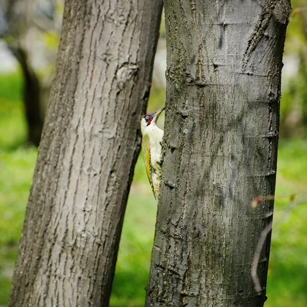 Gaffelvogel am Baum — Stockfoto