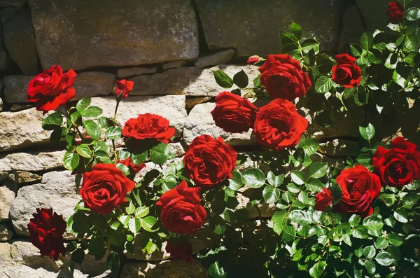 Rosenblüte an der Wand — Stockfoto