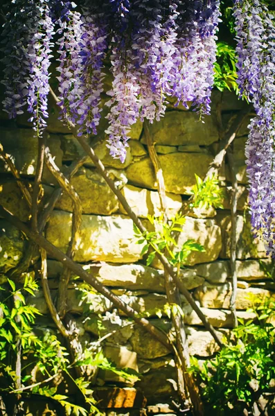 Kwiat glicynii w ścianie — Zdjęcie stockowe