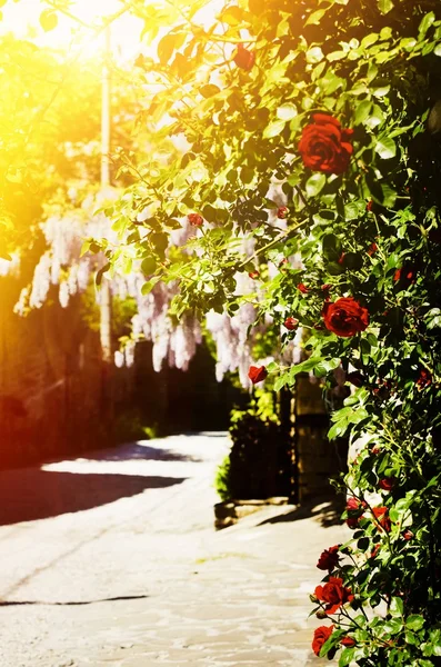 Arbanasi Village, Bulgaristan, gül çiçek Blossom sokakta — Stok fotoğraf